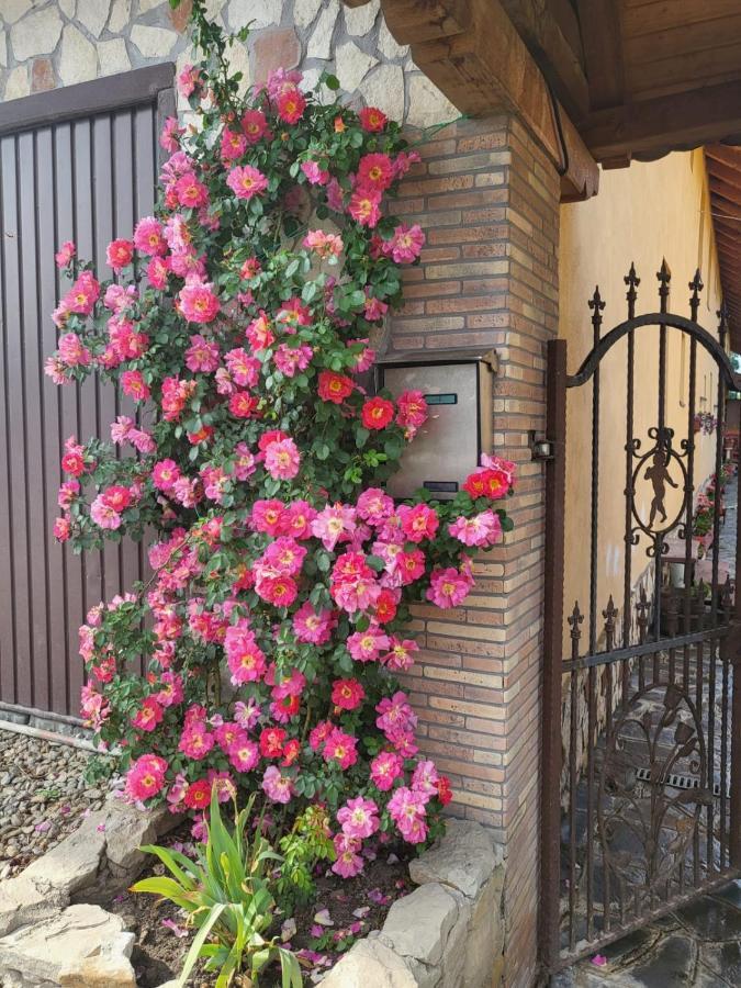 Casa Maria Apartment Cincu Bagian luar foto