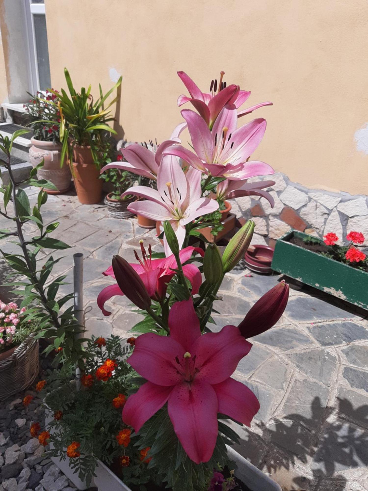 Casa Maria Apartment Cincu Bagian luar foto