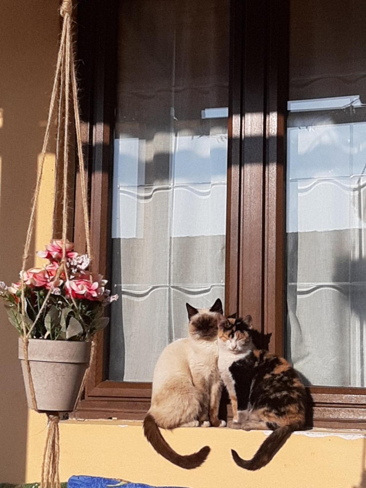 Casa Maria Apartment Cincu Bagian luar foto